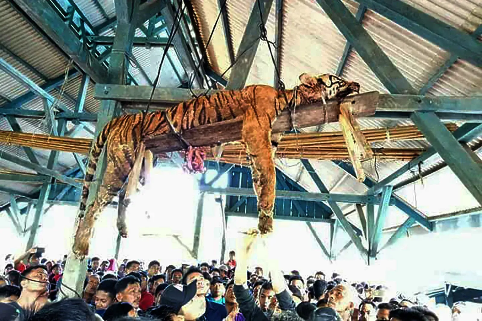 Retaliation Sumatran tiger killed
