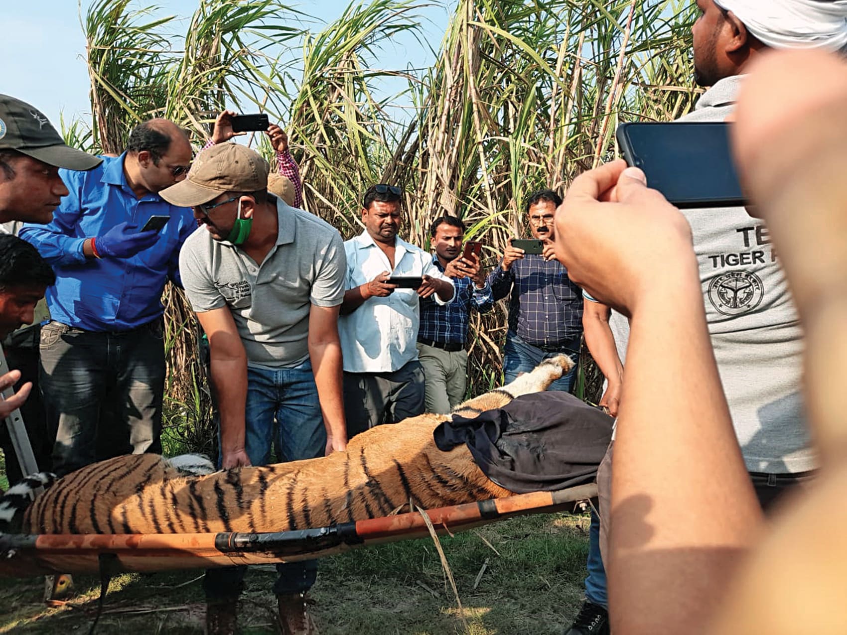 Tranquilised ‘sugarcane tigress’ being shifted to a cage on March 13, 2021. The tigress had walked from Amaria to Harchuiya village in the Lalaurikhera block. She got entangled in a net meant for wild pigs, and was released by wildlife officials in the core area of the Pilibhit Tiger Reserve the very next morning. Source: Sanctuary Nature Foundation. Photo Credits: Naveen Khandelwal, DFO Pilibhit Tiger Reserve.