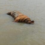 Tiger Death Narmadapuram