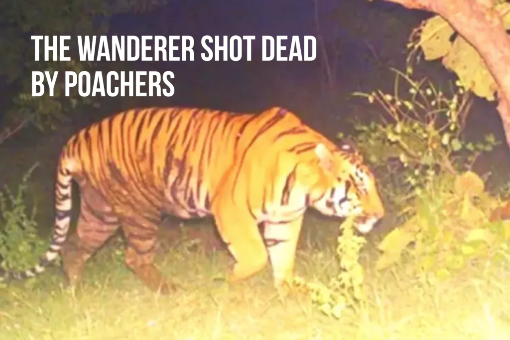Wanderer