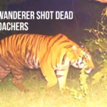 Wanderer